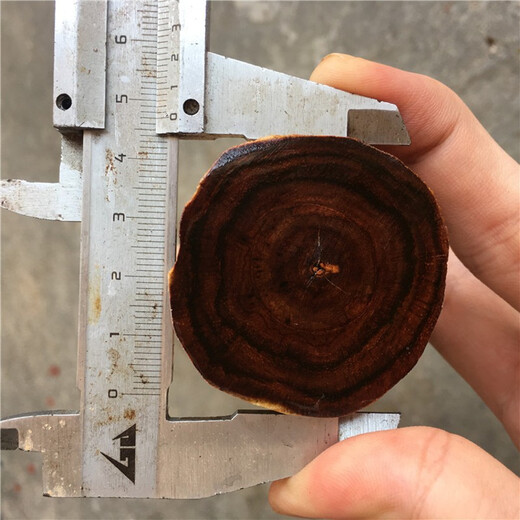 顶妃海南黄花梨紫色油梨鬼脸原木料2.0珠子料 底色紫紫 满满都是 图片色