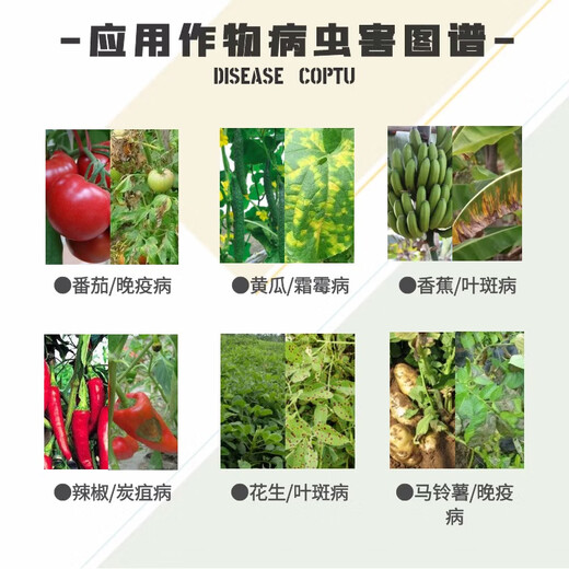 40% chlorothalonil, fruit tree, vegetable and flower rust, anthracnose, powdery mildew, leaf spot, downy mildew, pesticide and fungicide 1000g