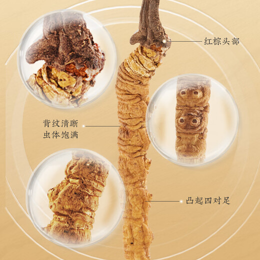 Tongrentang Brand Tibet Wild Cordyceps Sinensis 2-3 Roots / G12G environ 36 coffrets cadeaux haut de gamme pour les grands clients à diriger