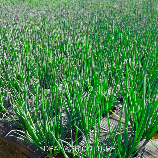 Ldeal ideal agriculture four-season shallot seeds balcony potted vegetable seeds shallot seeds about 1500 capsules