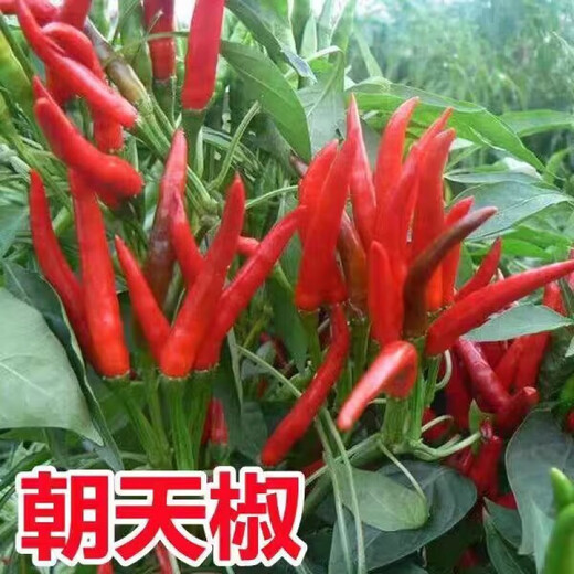 Authentic Zhangshugang pepper seedlings with soil seedlings local nearby various vegetable seedlings Hong Kong pepper devil pepper screw pepper Zhangshugang 1 tree shipped with soil