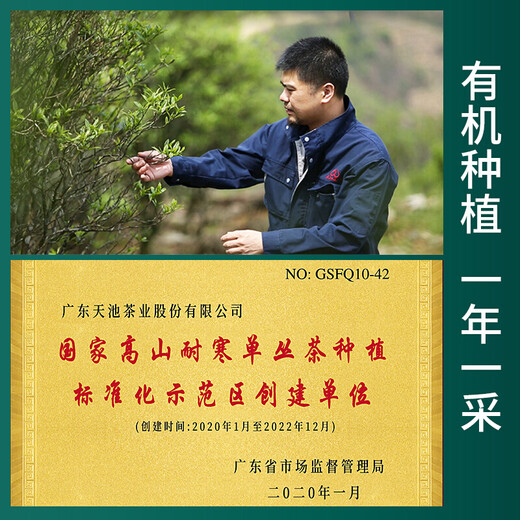 Tianchi Tea Oolong Tea Phoenix Single Pine Duck Shit Duft farbenfrohe Alpine Bio -Single Kongresse Spring Tee Neue Tee -Geschenkbox für Älteste Zhilanxiang 200g*1 Box