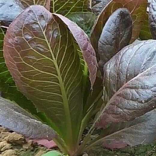 Shouhe Rapeseed Seeds Purple Easy Sowing Home Balcony Spring and Winter Sowing Vegetables Four Seasons Planting Guangdong Field Coffee Fragrant Seeds 1000 capsules/bag