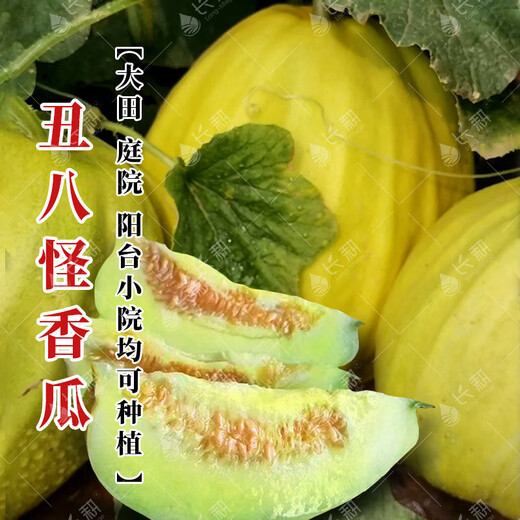 Long-cultivation ugly thin-skinned cantaloupe seeds spring and summer prismatic melon seeds golden melon seeds fruit and vegetable seeds collection Ugly thin-skinned cantaloupe 5g * 2 packs