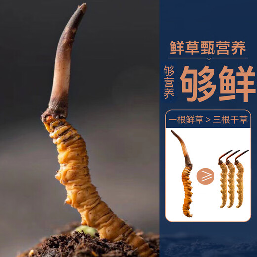 【2024年那曲尾期野鲜虫草】QOMO 西藏那曲原产地当季鲜冬虫夏草 野虫草冷链礼盒装端午礼盒 那曲野鲜虫草0.5g/根 10根装