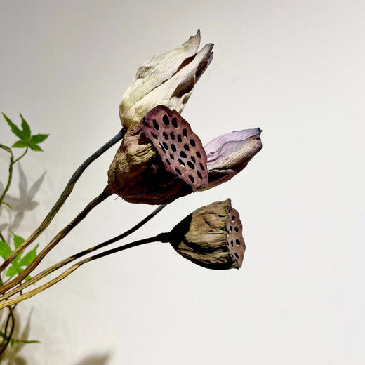 AIMAN dried flower lotus with seeds, lotus dried flowers with original pole lotus head, home decoration ornaments, photo props, flower arrangement shape, lotus with seeds, 10 pieces