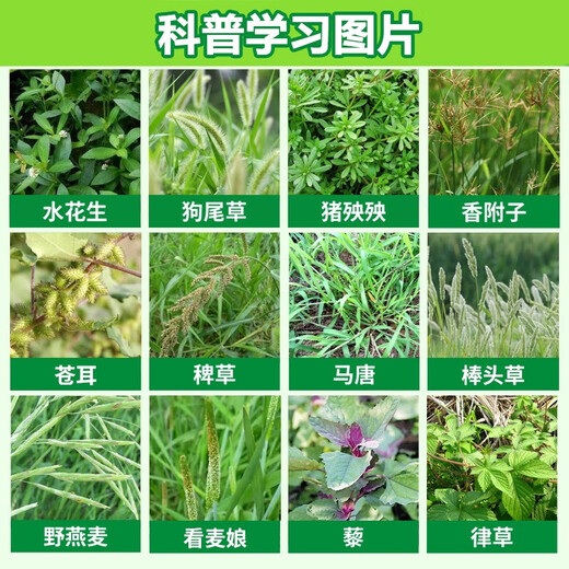 Eastern Sichuan pesticide cyclazinone copper weed killer, large trees, bamboos, shrubs, rotten roots and dead roots special pesticide herbicide 500g*20 bags/box
