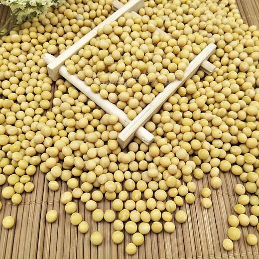 发芽小金黄690黄豆5斤小黄豆发豆芽做纳豆珍珠粒250g 发芽专用690小黄豆250g