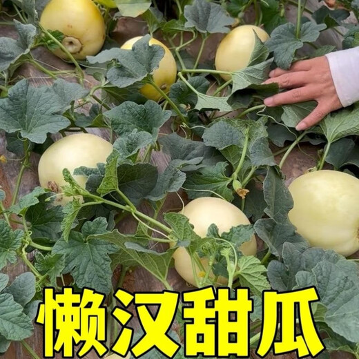 Lazy White Sand Honey Melon Seed Lazy Melon Seeds are simple, crispy, sweet and delicious spring fruit seeds Lazy Cantaloupe Seeds - Selected 100 capsules