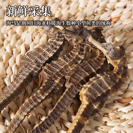 Qi Xiaofeng Haima Médicaments médicinaux [certification CAWC] Grand cheval de mer mâle et femelle une paire de biens secs Haima Hailong combinant du vin matériaux médicinaux 1 paire 2 (total supérieur à 6g)
