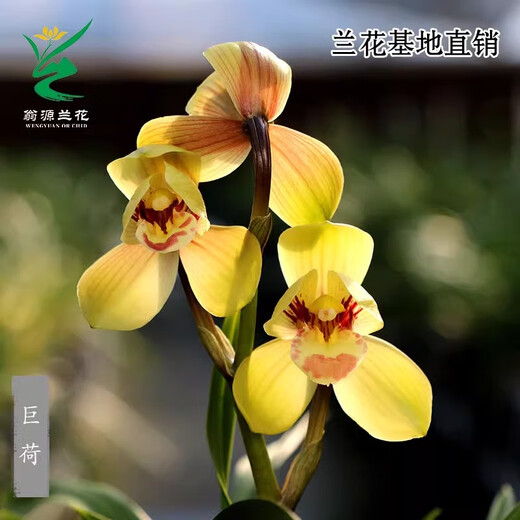 Wengyuan Orchid Authentic Spring Orchid Giant Lotus Old Species Winter Flowering Period Strong Fragrance Easy to Grow Indoor Desktop Flower Pots Giant Lotus 7 Seedlings Large Strong Seedlings Simple Pot Hair