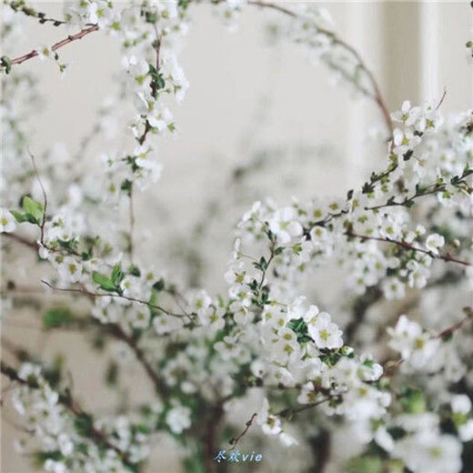 AIMAN hydroponic dry branches of snow willow spray snowflakes bloom when exposed to water. Plants and flowers with dead wood and spring dry branches and plums for indoor balcony flower arrangement. Spray snowflake branches 50-60 cm long, 20 branches. Delivery of dry branches. Hydroponic cultivation takes 10-20 days to germinate and bloom.