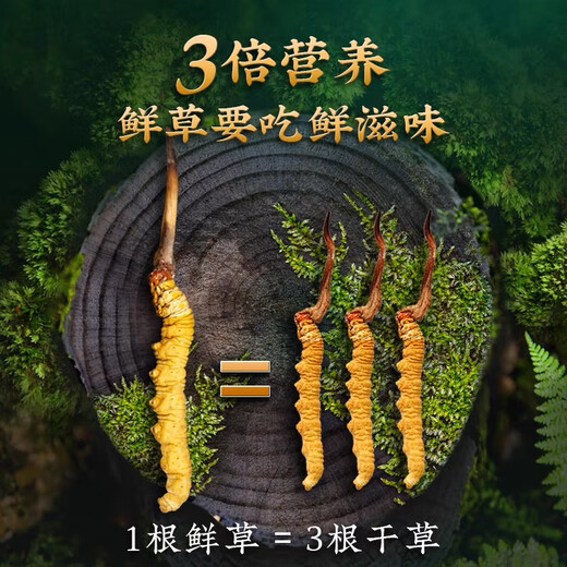 
[Tibet Straight Hair] Authentic First Fresh Cordyceps 2025 Selected High Altitude Fresh Cordyceps SF Cold Chain 0.5-0.6g/root 100 Roots