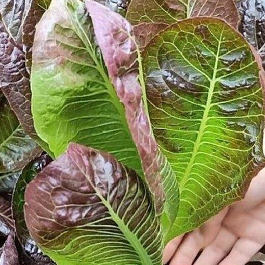 Shouhe Rapeseed Seeds Purple Easy Sowing Home Balcony Spring and Winter Sowing Vegetables Four Seasons Planting Guangdong Field Coffee Fragrant Seeds 1000 capsules/bag