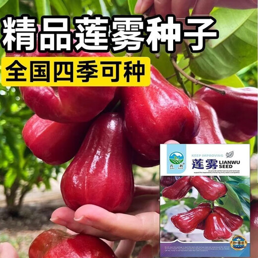 Four Seasons Sowing Lotus Mist Seeds, Black Diamond Lotus Mist Seeds, Brown Sugar Barbie Fruit Seeds, Potted Plants, Fruit Seedlings, Potted Plants, Lotus Mist Seeds (Sweet and Juicy) New Product (3 Packs of 300 Tablets) Fruit-filled Branches