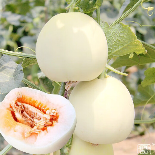 Yuhenong White-skinned Muskmelon Seeds, Melon Seeds with Thin, Crisp and Sweet Skin, North and South, Extra Large White-Sand Honey Melon Seeds, About 50 capsules/bag