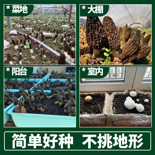 Wang Yuanxing Wild Morel Seed Cultivation Mushroom Fresh Mushroom Artificial Edible Mushroom Spawn Strain Pack Lentinin Mushroom Stick Original Strain Pack 500g Free Instructions + Video