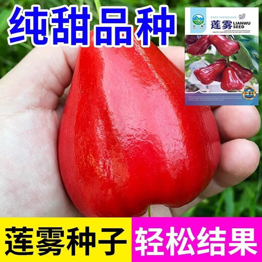 Four Seasons Sowing Lotus Mist Seeds, Black Diamond Lotus Mist Seeds, Brown Sugar Barbie Fruit Seeds, Potted Plants, Fruit Seedlings, Potted Plants, Lotus Mist Seeds (Sweet and Juicy) New Product (3 Packs of 300 Tablets) Fruit-filled Branches