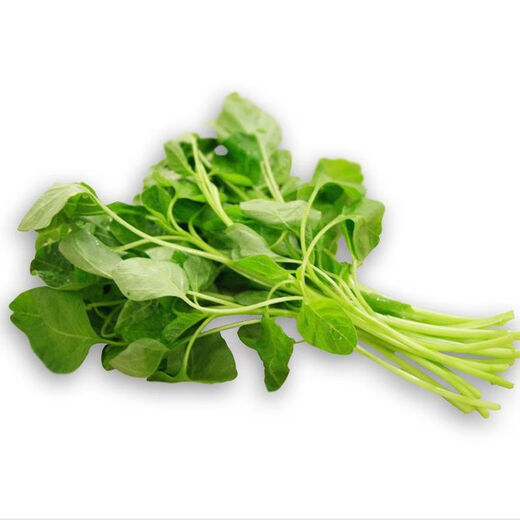Big round leaf glutinous rice, amaranth, green leaf, amaranth, four seasons, farm vegetables, green seeds, amaranth #(picked and long)* White round leaf amaranth, exquisite 3 packs [sweet, tender and refreshing] about 16,805 capsules