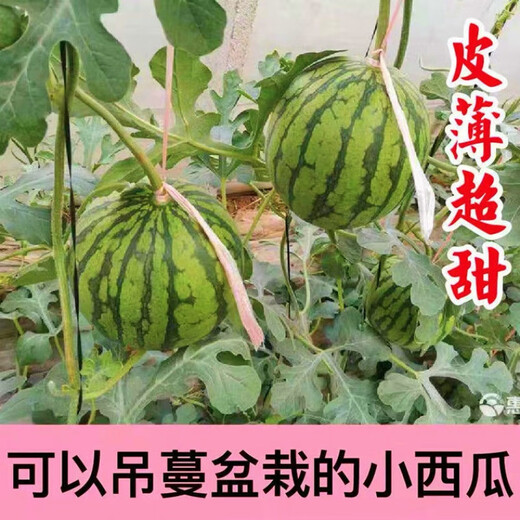 Honey small watermelon seeds 2K watermelon red soil thin-skinned seedless four-season potted balcony courtyard fruit melon seeds 2K red soil watermelon 50 capsules original quality package germination