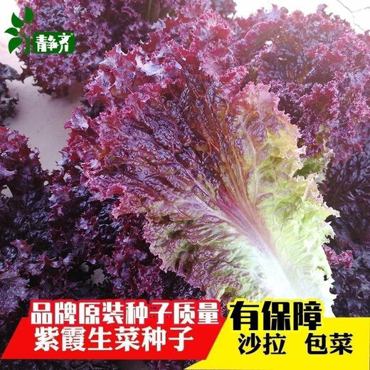 Purple leaf lettuce seeds, salad seeds, four-season planting, cold and heat resistant garden field vegetable seeds, rapeseed seeds, the best original purple leaf lettuce seeds () 1 pack, about 1600 seeds