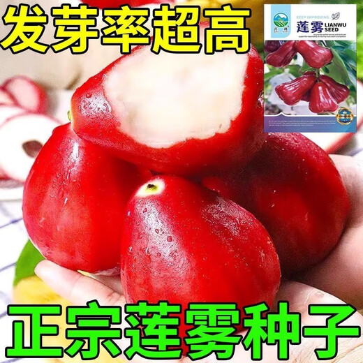 Four Seasons Sowing Lotus Mist Seeds, Black Diamond Lotus Mist Seeds, Brown Sugar Barbie Fruit Seeds, Potted Plants, Fruit Seedlings, Potted Plants, Lotus Mist Seeds (Sweet and Juicy) New Product (3 Packs of 300 Tablets) Fruit-filled Branches