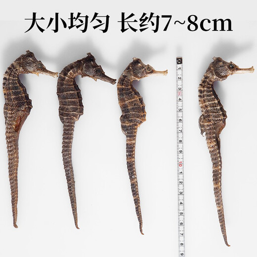 Qi Xiaofeng Haima Médicaments médicinaux [certification CAWC] Grand cheval de mer mâle et femelle une paire de biens secs Haima Hailong combinant du vin matériaux médicinaux 1 paire 2 (total supérieur à 6g)