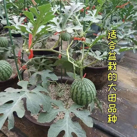 Honey small watermelon seeds 2K watermelon red soil thin-skinned seedless four-season potted balcony courtyard fruit melon seeds 2K red soil watermelon 50 capsules original quality package germination