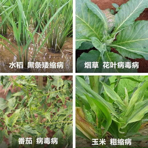 Ducui 30% Toxic Fluorophos Tomato Rice Corn Virus Disease Medicine Mosaic Black Stripe Atrophy Virus Pesticide Fungicide 200g