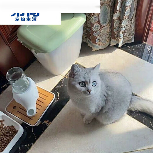 Hibiscus Mingkan is not easy to wet the chin. Elephant drinking fountain Garfield big-faced and flat-faced drinking bowl is anti-tip and moisture-proof ceramic. Macaron powder + glass bottle