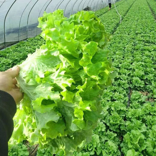 Four seasons sweet and crisp glass lettuce seeds, crisp and tender raw lettuce seeds, farmer's four seasons potted vegetable seeds, glass lettuce 2 packs, about 4000 seeds