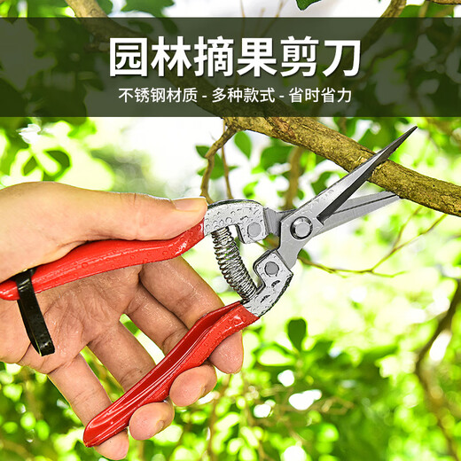 JPHZNB Farmer's Helper Fruit Picking Scissors Fruit Thinning Scissors Grape Flower Thinning Scissors Pruning Pruning Scissors Citrus Pepper Special Fruit Picking Scissors Straight Head Dip Plastic Scissors