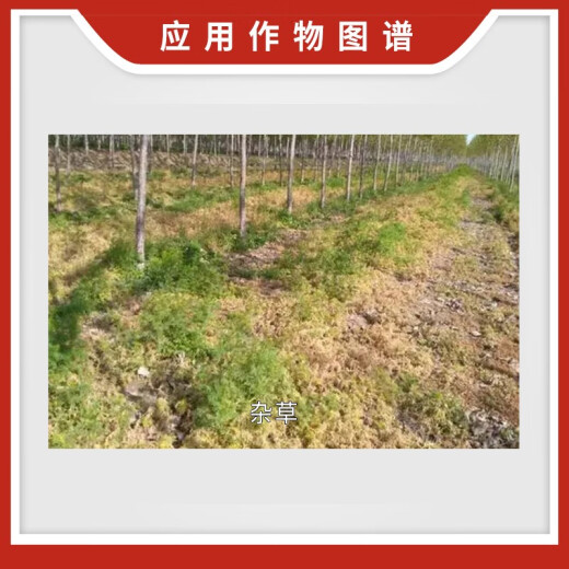 新安农旺757草甘膦铵盐杀草剂 草甘磷农药 草甘磷铵盐行间杂草1kg 50g