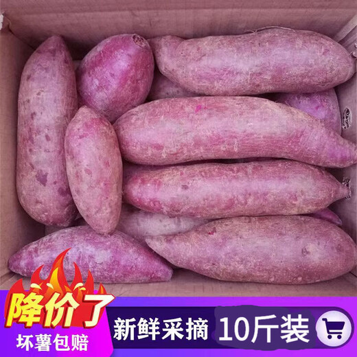 Guochunle soft, glutinous and sweet purple sweet potato fresh 10 Jin Jin equals 0.5 kg Sweet potato wholesale violet sweet potato sweet potato vegetables Purple potato with box 5 Jin Jin equals 0.5 kg Selected packaging