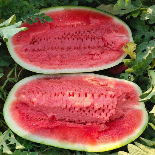 Shouhe Lazy Man Watermelon Seeds Lazy Man King Watermelon Seeds Extra Large Spring No Pruning Lazy Man Fruit Seedlings Southern Sweet Green Emperor Lazy Man King Watermelon Seeds 30 capsules 5 bags