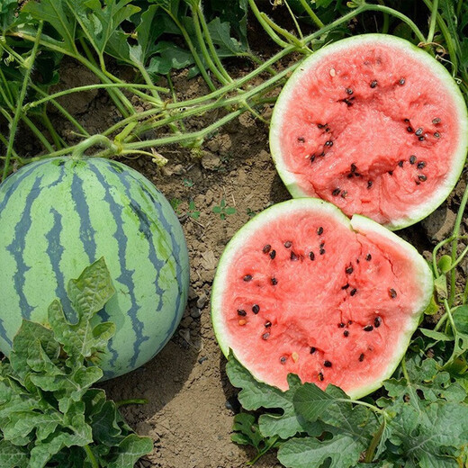 Dayu Meidu watermelon seeds are suitable for southern Kirin melon seedlings early maturing potted plants 8424 super sweet crunchy 8424 watermelon seeds 40 pieces