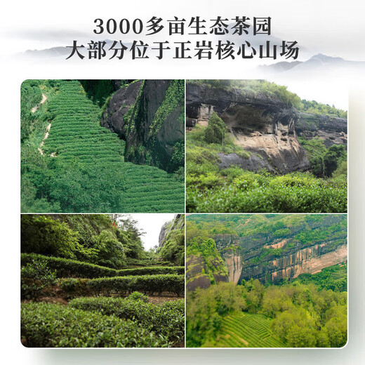 Xigua Oolong Tea Swallow Crocodile Wuyi Rock Tea Narcissus 102g Medium Light Fire Gift Box Pack