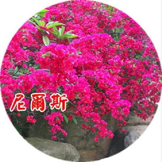 Bougainvillea seeds Bougainvillea seed larvae Bougainvillea flower seeds Bougainvillea flower seeds Potted Four Seasons Eight Mixed 100 capsules of the above varieties