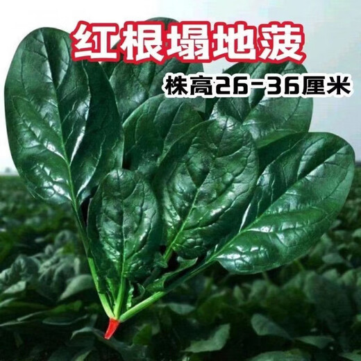 Black-leaf spinach seeds, low-lying spinach seeds, cold-resistant autumn and winter dwarf spinach, thick and non-greasy farm rapeseed, black-leaf spinach seeds, currently on sale, buy 1 song, 1 hair, 2 packs, 20 orders left