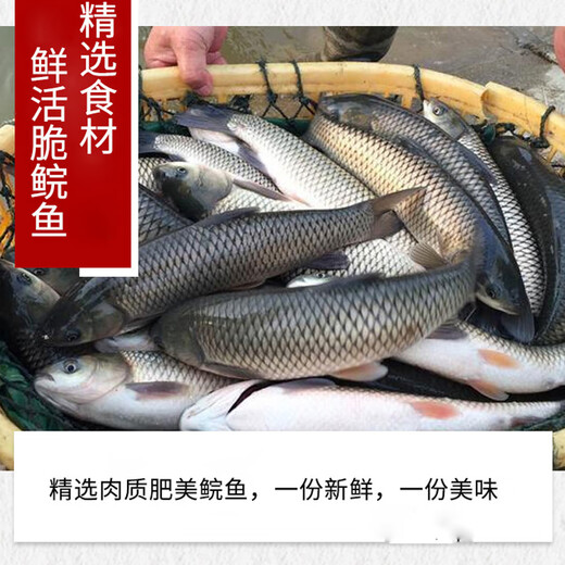 金樱花鲜炸鲮鱼脆肉鲩鱼罐头下饭菜广东特产 脆肉鲩鱼4罐共736g