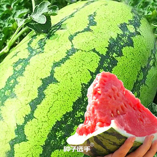 Farmer's Son Lazy Man King Watermelon Seeds Resistant to Heavy Cropping Lazy Man Super Early Seedlings Green Emperor Lazy Man King Watermelon Seeds 150 capsules