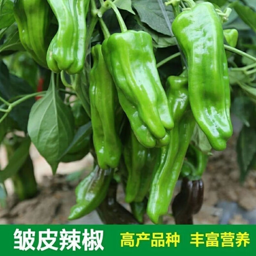 Thin-skinned green pepper seeds, early-maturing Zoupe-skinned green pepper seeds, a complete collection of pepper seeds that can be grown in pots on the patio, on the balcony, and in pots. Thin-skinned green pepper seeds, 1 pack, about 50 capsules