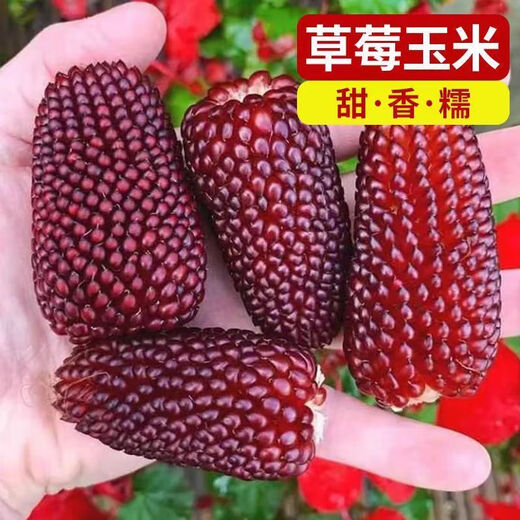 Strawberry Fruit Sweet Corn Seeds Can Be Eaten Raw Ornamental Mini Collection Four Seasons Wenwan Pineapple Corn. Purple Red Strawberry Corn Seeds Original Two Packs ++ Product