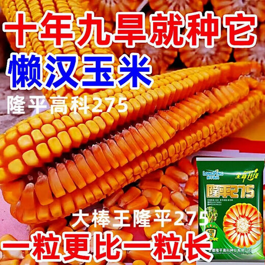 New species Longping 275 high-yielding corn seeds, double stick twin king, drought and waterlogging tolerance, lodging resistance and rust resistance New species Longping 275 Big Mac twins, about 4239 grains, 1 bag, original national approval