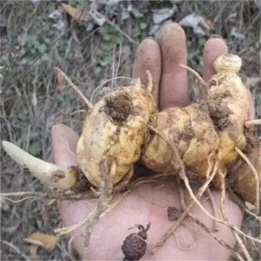 Authentic Medicinal Materials Polygonatum Seeds Chicken Head Polygonatum Tiger Ginger Chicken Claw Ginseng Claw Ginseng Yellow Pheasant Seeds Polygonatum Miao Large Leaf Seedlings Delivered 1500