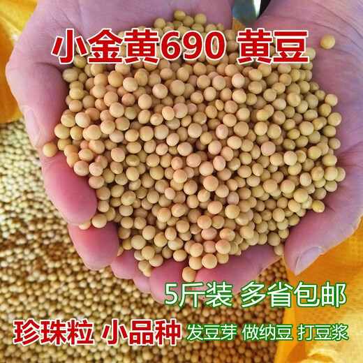 发芽小金黄690黄豆5斤小黄豆发豆芽做纳豆珍珠粒250g 发芽专用690小黄豆250g