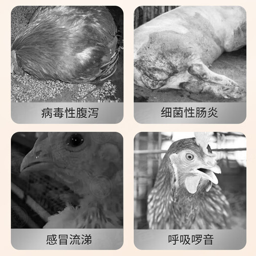 Huaxiu Veterinary Astragalus Polysaccharide Crude Extract Cold Pig Cattle Sheep Chicken Virus Immunity Feed Additive 10 Bottles As Low as 6.9/Bottle Astragalus Extract