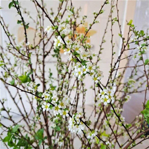 AIMAN hydroponic dry branches of snow willow spray snowflakes bloom when exposed to water. Plants and flowers with dead wood and spring dry branches and plums for indoor balcony flower arrangement. Spray snowflake branches 50-60 cm long, 20 branches. Delivery of dry branches. Hydroponic cultivation takes 10-20 days to germinate and bloom.