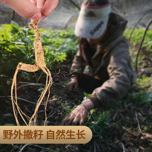 618 Super Pâques Changbaishan Ginseng Environ 30 ans, ginseng forestier sous le ginseng forestier sous la forêt sauvage ginseng élaging Health Gift Soup Soupcing and trempe ingrédients de vin Changbaishan Ginseng [âgé d'environ 30 ans] 4 pièces APPACK