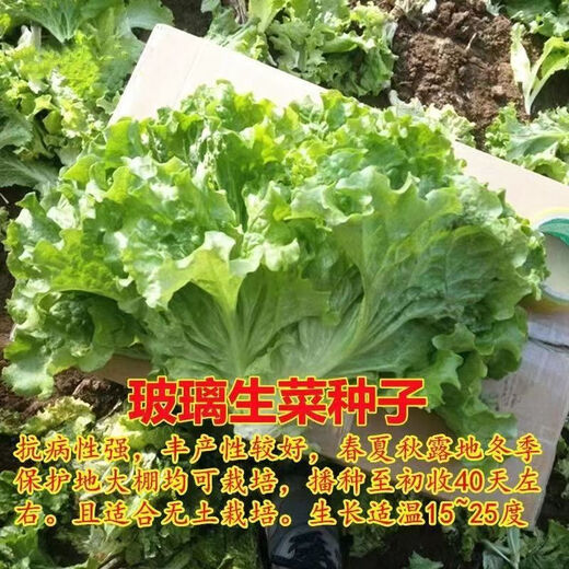 Four seasons sweet and crisp glass lettuce seeds, crisp and tender raw lettuce seeds, farmer's four seasons potted vegetable seeds, glass lettuce 2 packs, about 4000 seeds